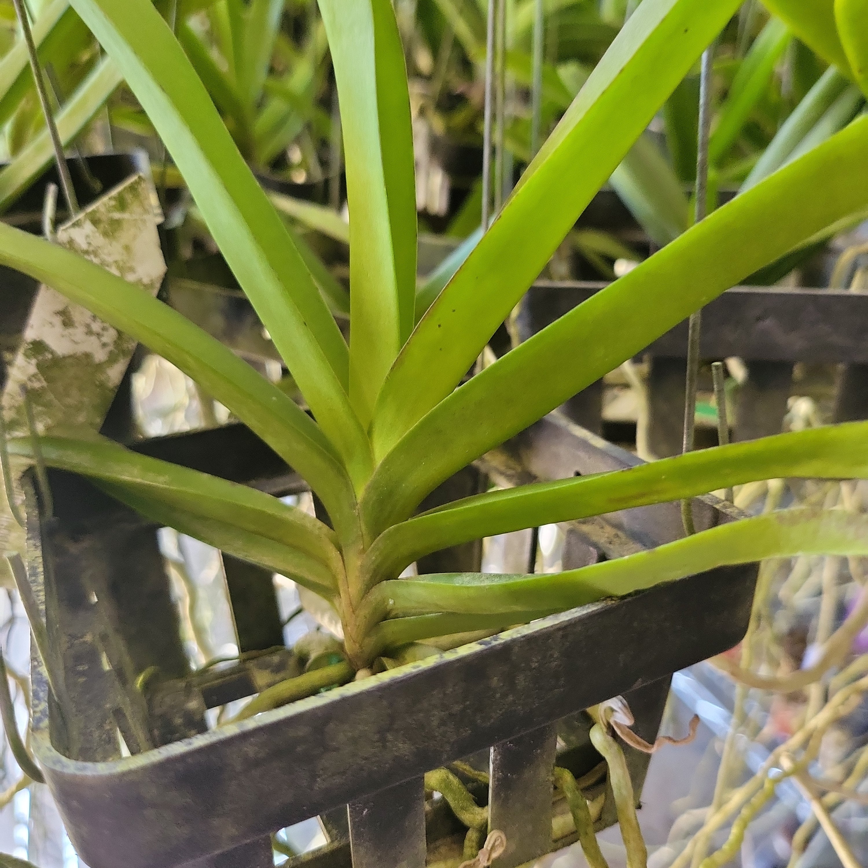 Vanda Noppadol Delight