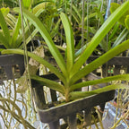 Vanda Noppadol Delight