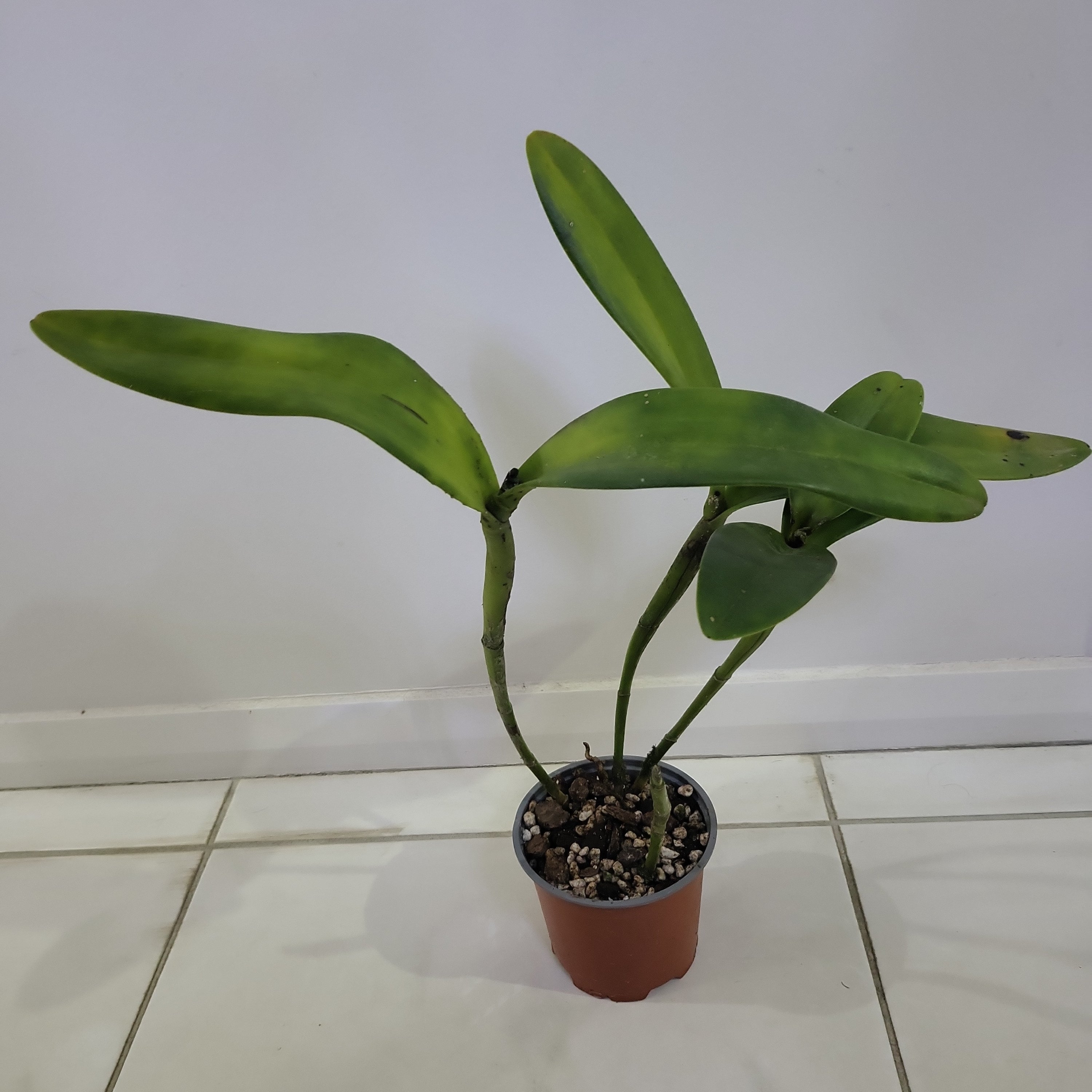 Cattleya Bowringiana var. Coerulea - SPECIES - RARE COLOUR FORM Secondary image