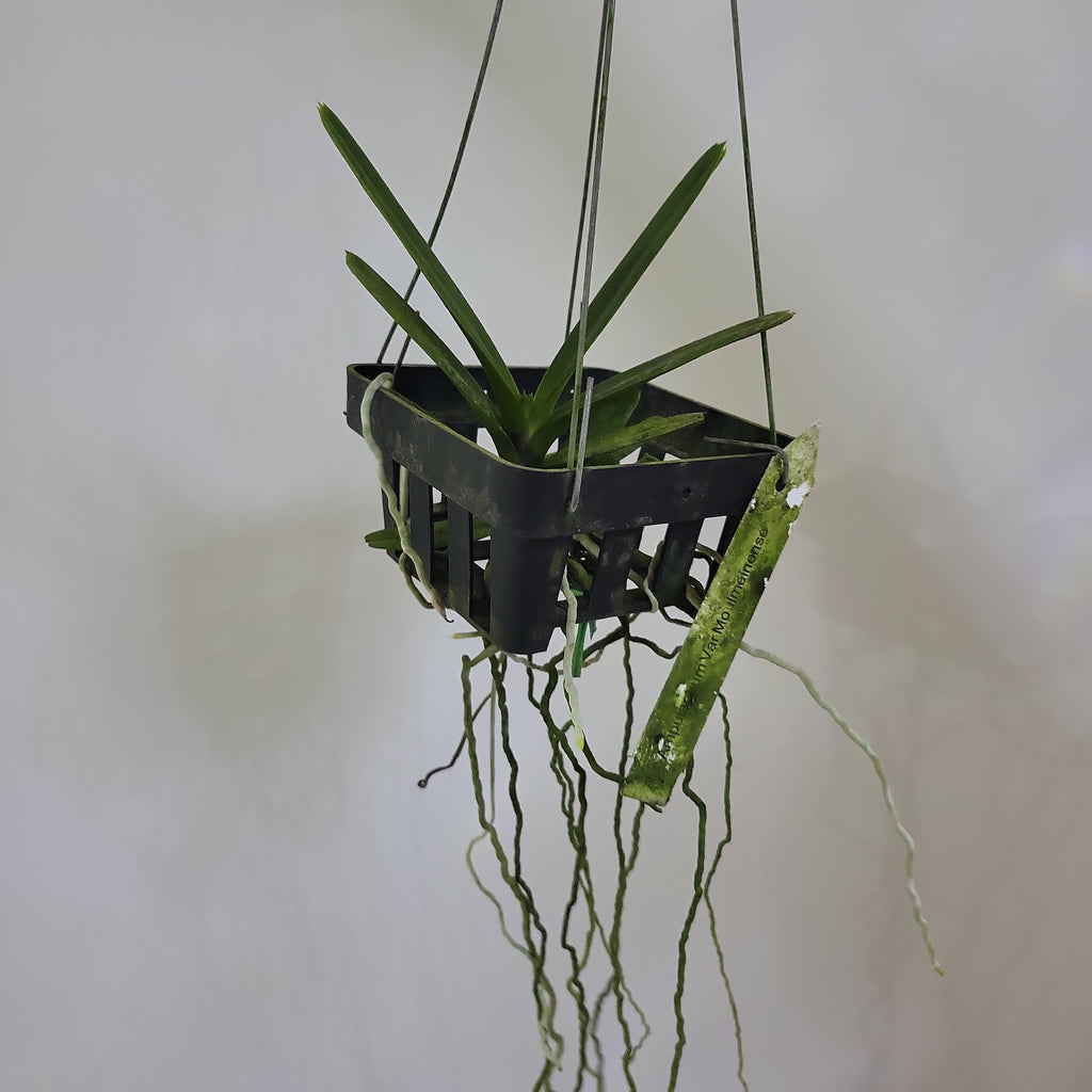 Ascocentrum ampullaceum (Orange Form)