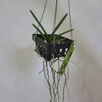 Ascocentrum ampullaceum (Orange Form)
