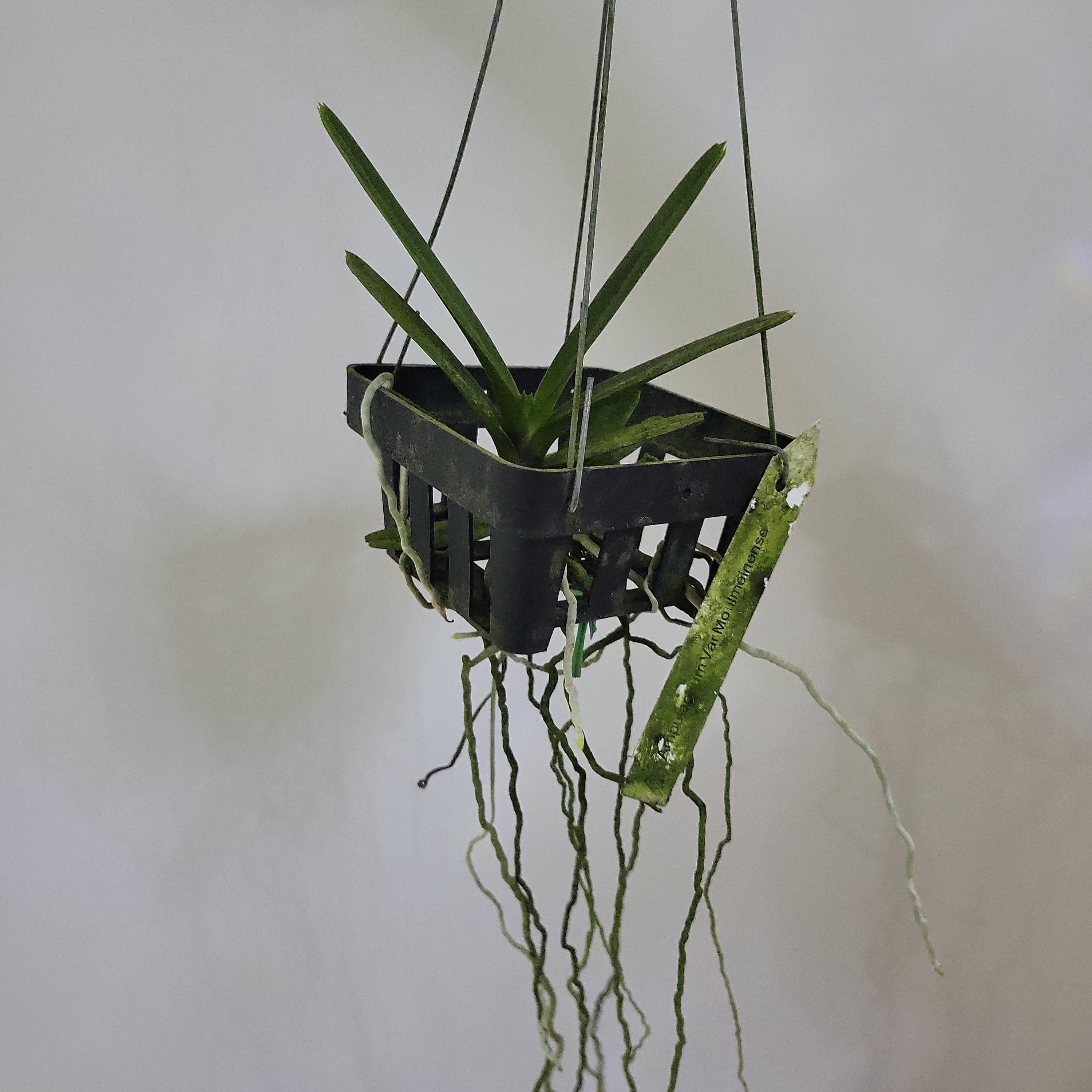 Ascocentrum ampullaceum (Orange Form)