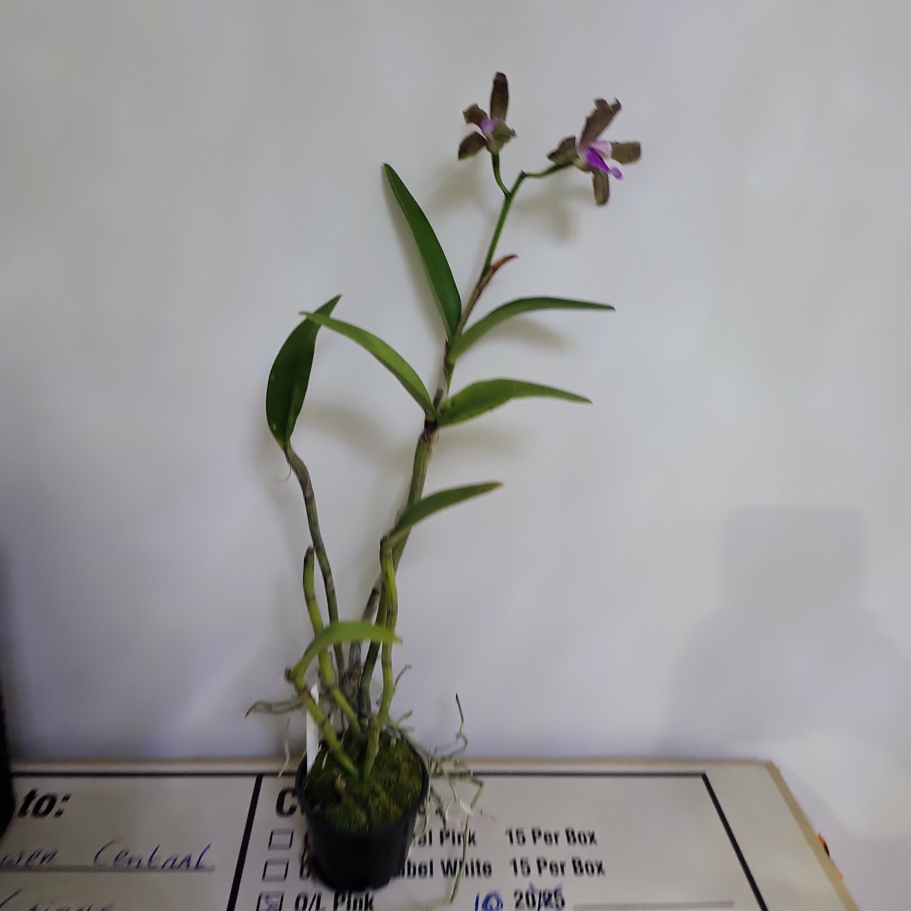 Cattleya Bicolor (IN FLOWER NOW) Secondary image