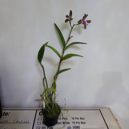 Cattleya Bicolor (IN FLOWER NOW)