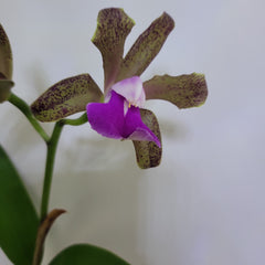 Cattleya Bicolor (IN FLOWER NOW)