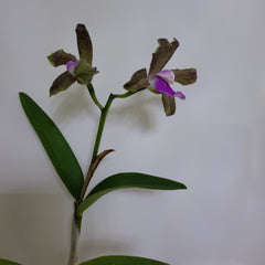 Cattleya Bicolor (IN FLOWER NOW)