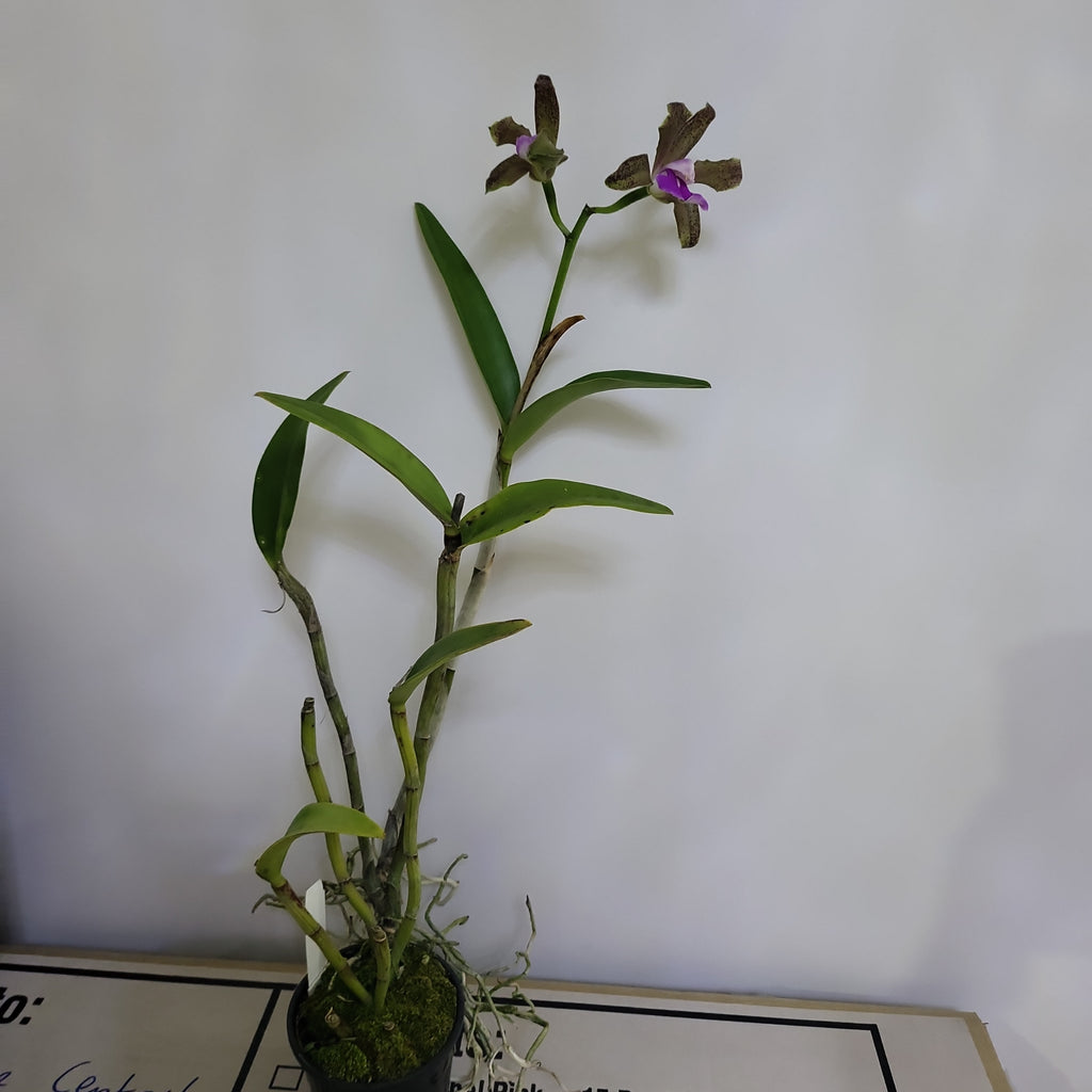 Cattleya Bicolor (IN FLOWER NOW)