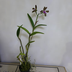 Cattleya Bicolor (IN FLOWER NOW)