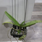 Rhynchostylis  Gigantea Panda