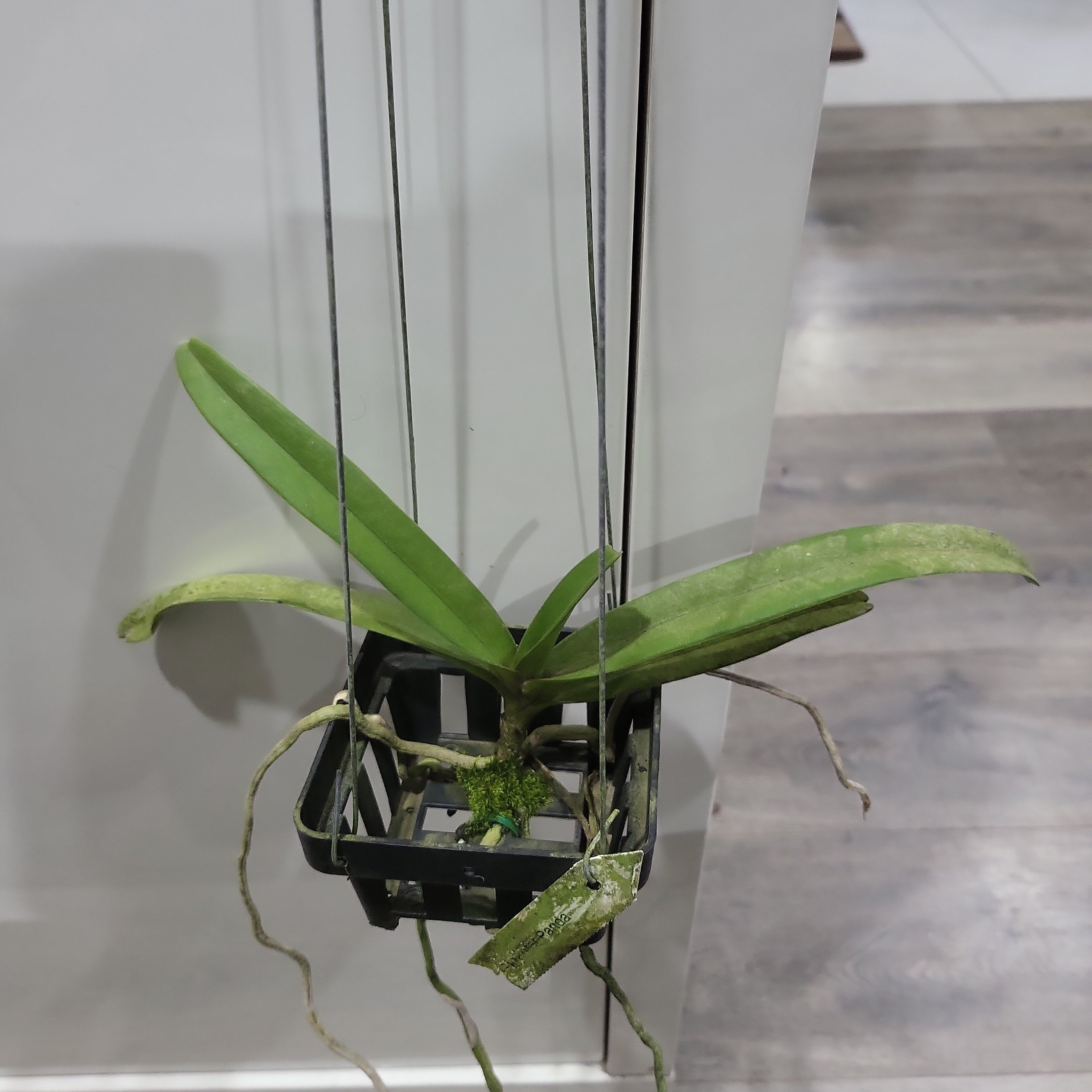 Rhynchostylis  Gigantea Panda