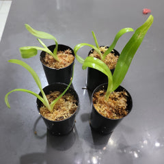 Paphiopedilum philippinense var. album (RARE SPECIES)