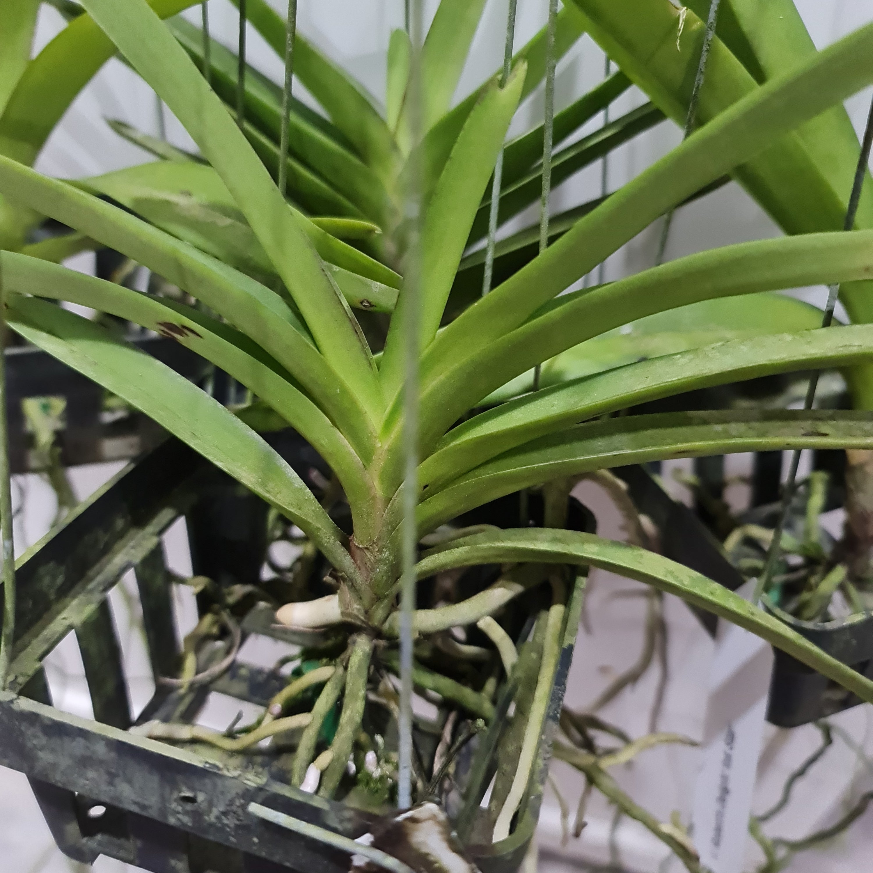 Vanda Pairote Sand Secondary image