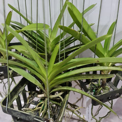 Vanda Pairote Sand