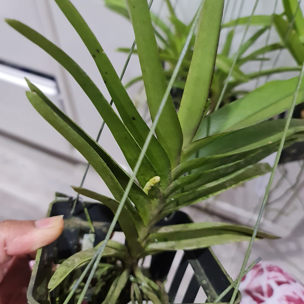 Vanda  Bangkok Sunset (IN SPIKE NOW)