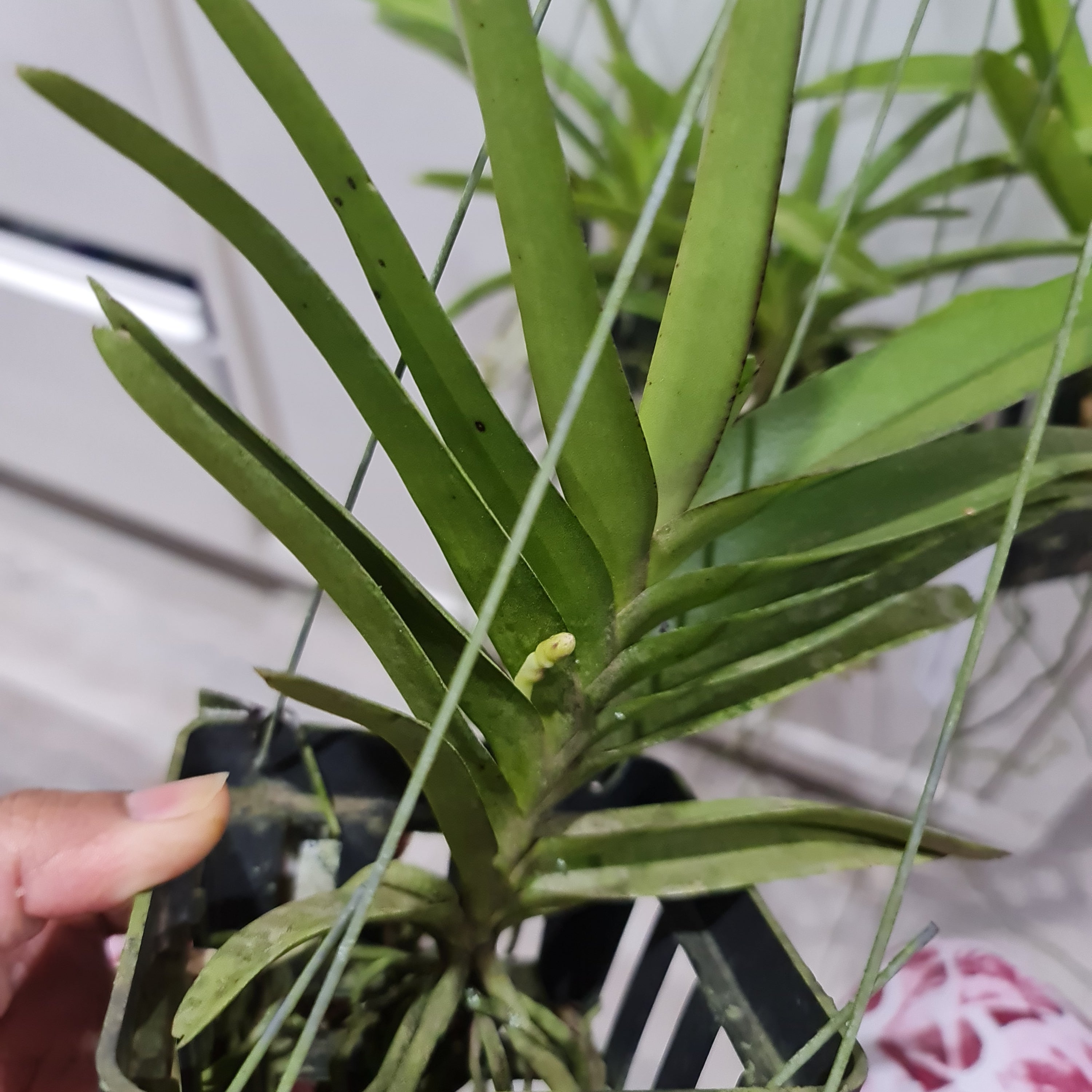 Vanda  Bangkok Sunset (IN SPIKE NOW)