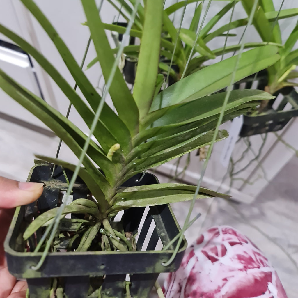 Vanda  Bangkok Sunset (IN SPIKE NOW)