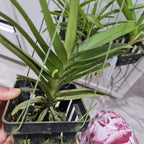 Vanda  Bangkok Sunset (IN SPIKE NOW)