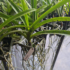 Vanda Legacy Black
