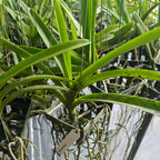 Vanda Legacy Black
