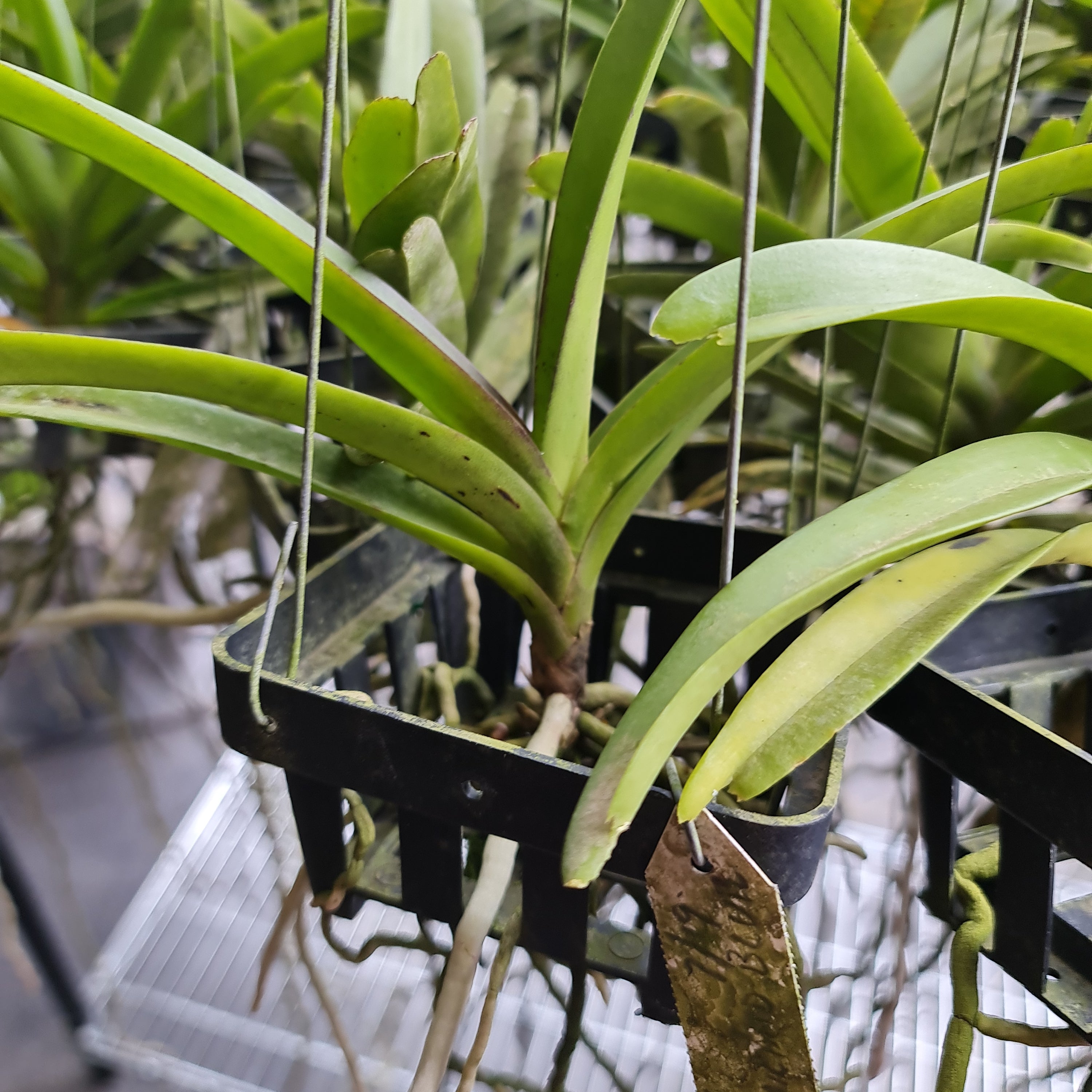 V. Duang Kaew x Vandachostylus Thailand Blue