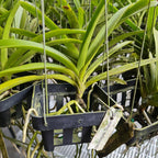 V. Duang Kaew x Vandachostylus Thailand Blue