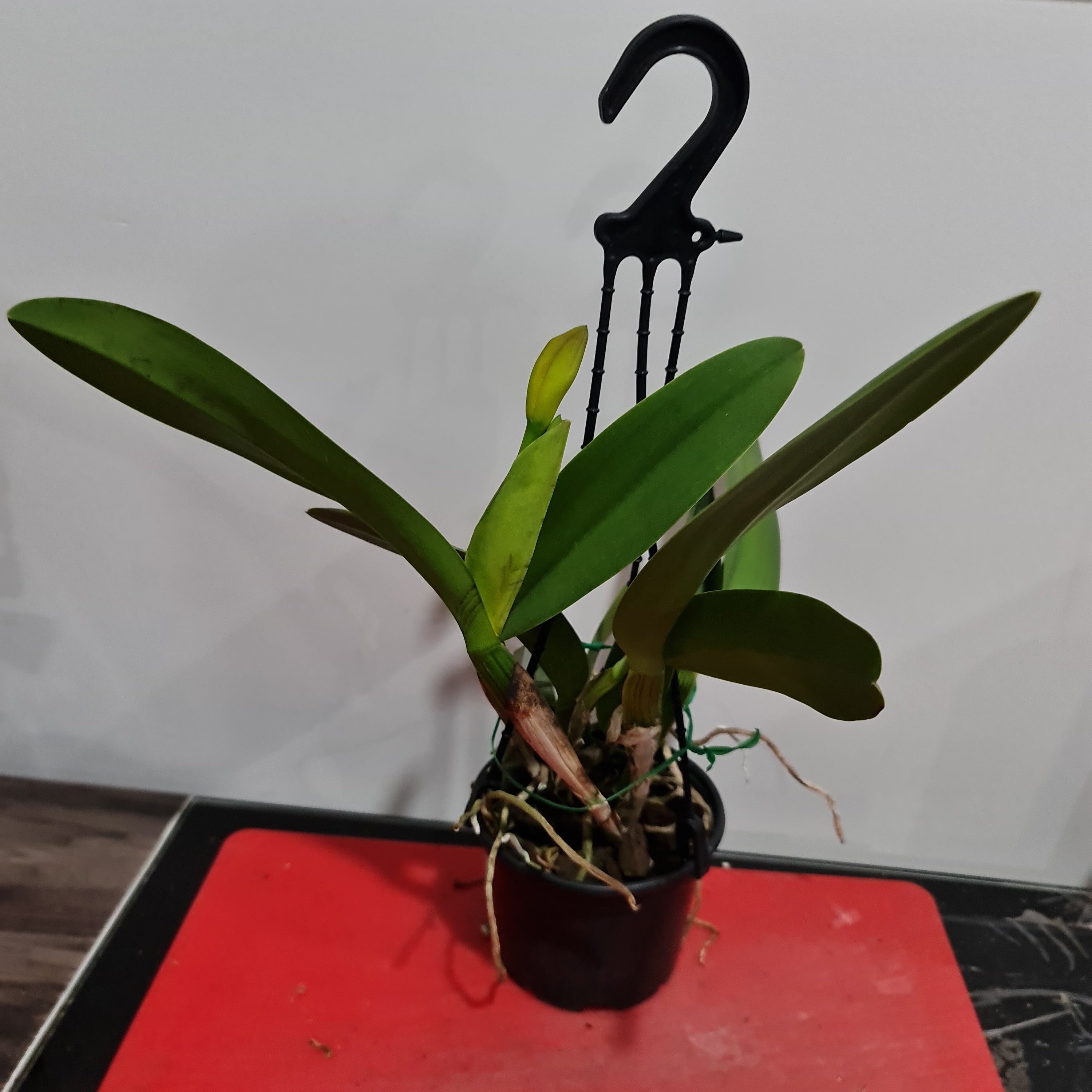 Rlc Nakornchaisri Red (IN BUDS NOW) Fragrant Secondary image