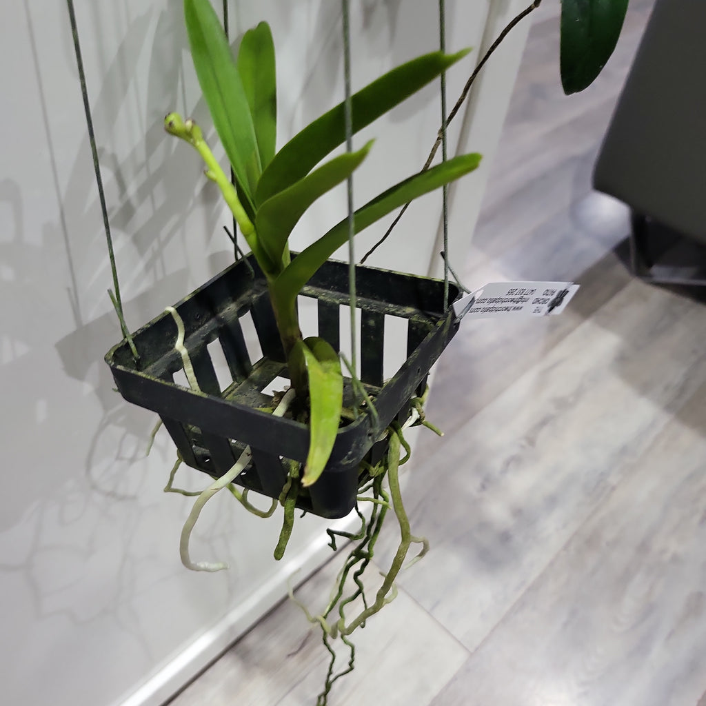 Vanda Varut Fuchsia X (IN BUDS NOW)