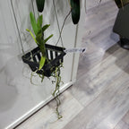Vanda Varut Fuchsia X (IN BUDS NOW)