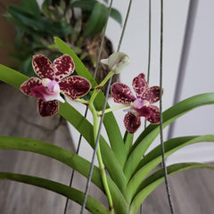 (IN SPIKE NOW) Vanda Mimi palmer X Insignis X Varut Leopard