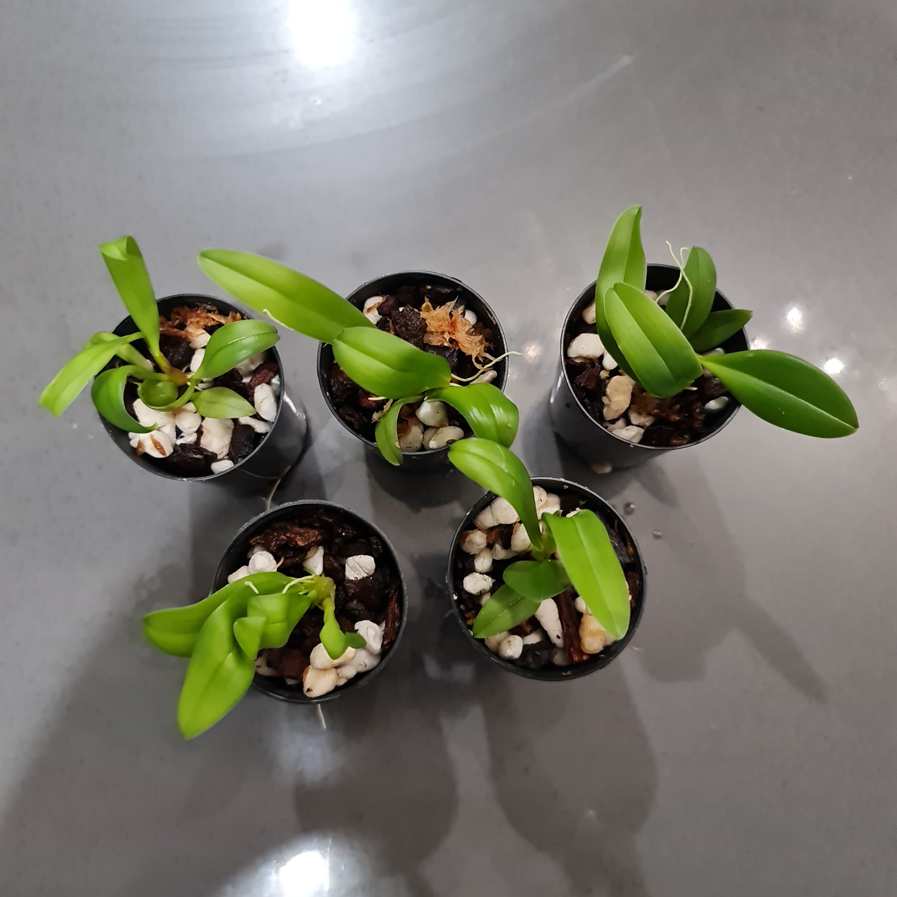 Bulbophyllum mastersianum (Miniature species) Secondary image