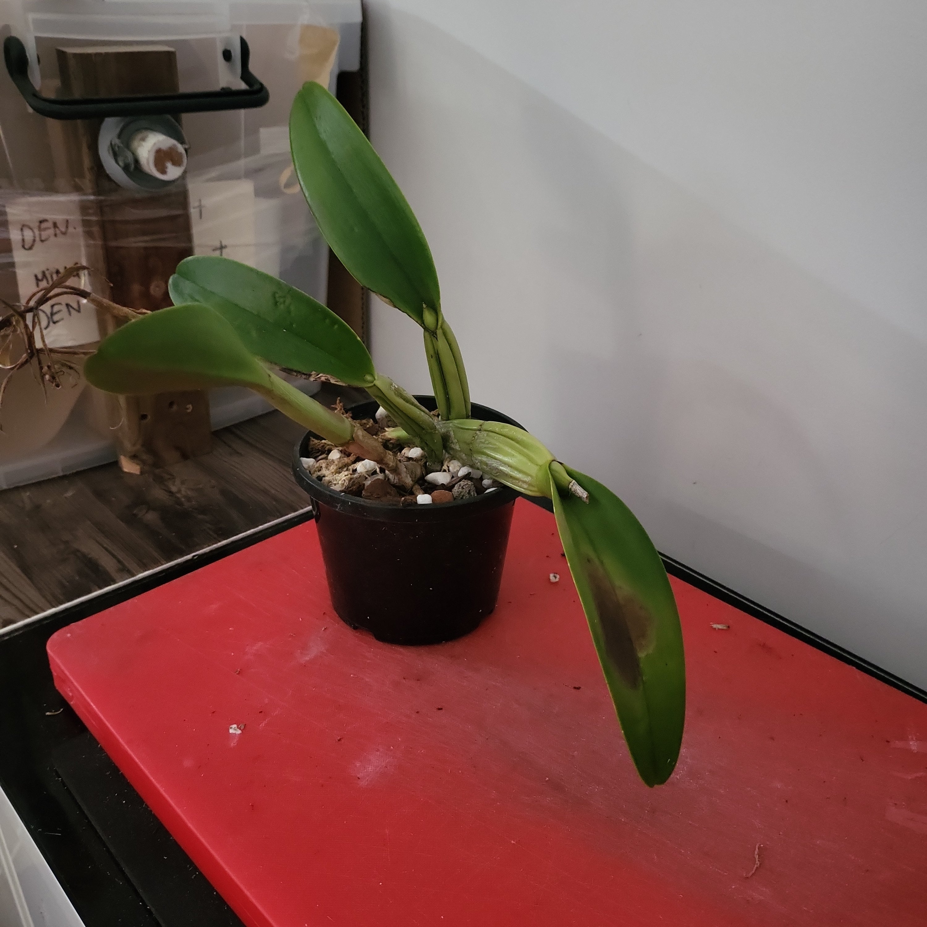 Epidendrum ciliare Secondary image