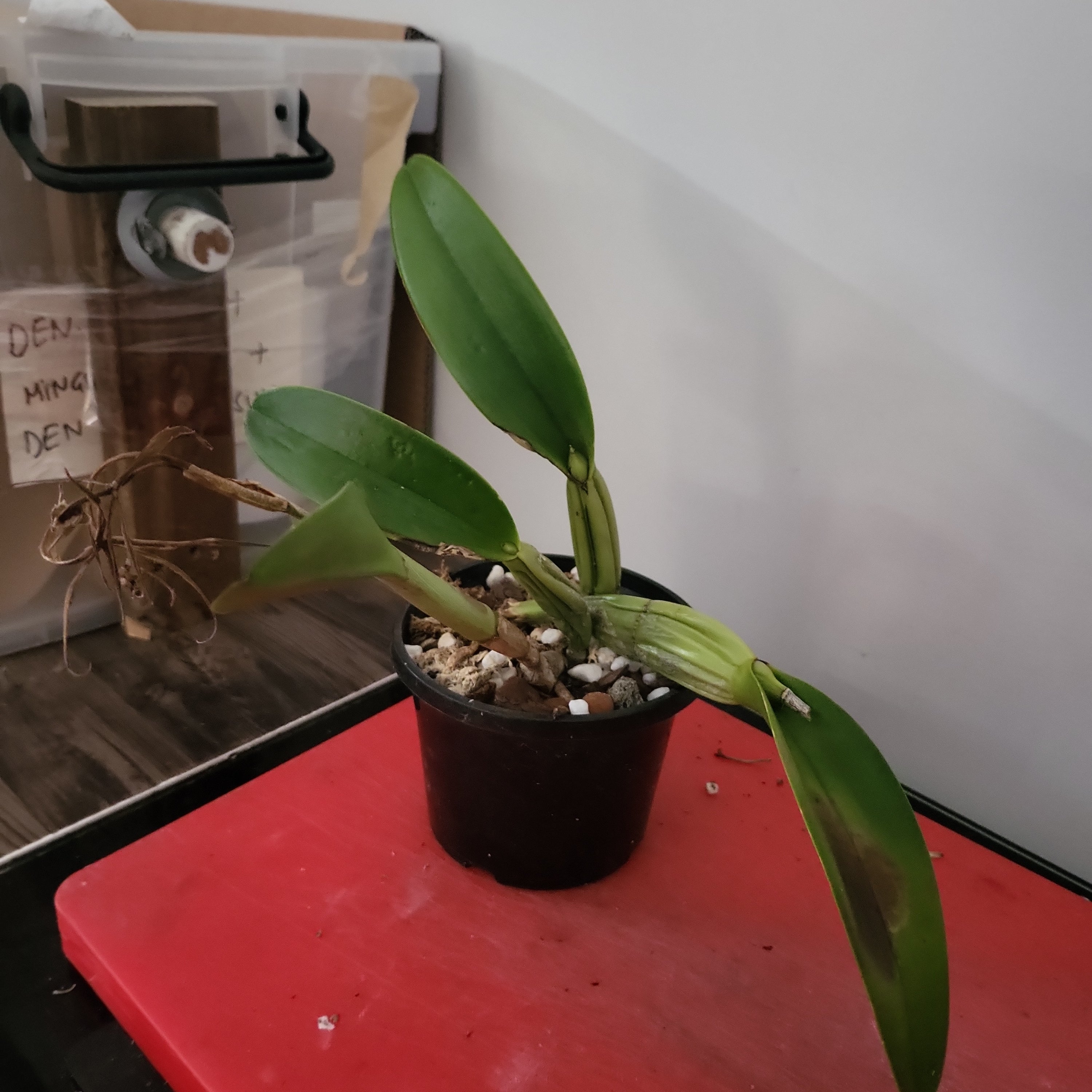 Epidendrum ciliare