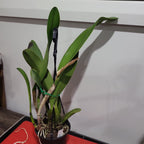 Rlc. Yingluck Smile 'Endless Rain' (Rlc. Liu's Joyance x Rlc. Williette Wong 'Yen' )