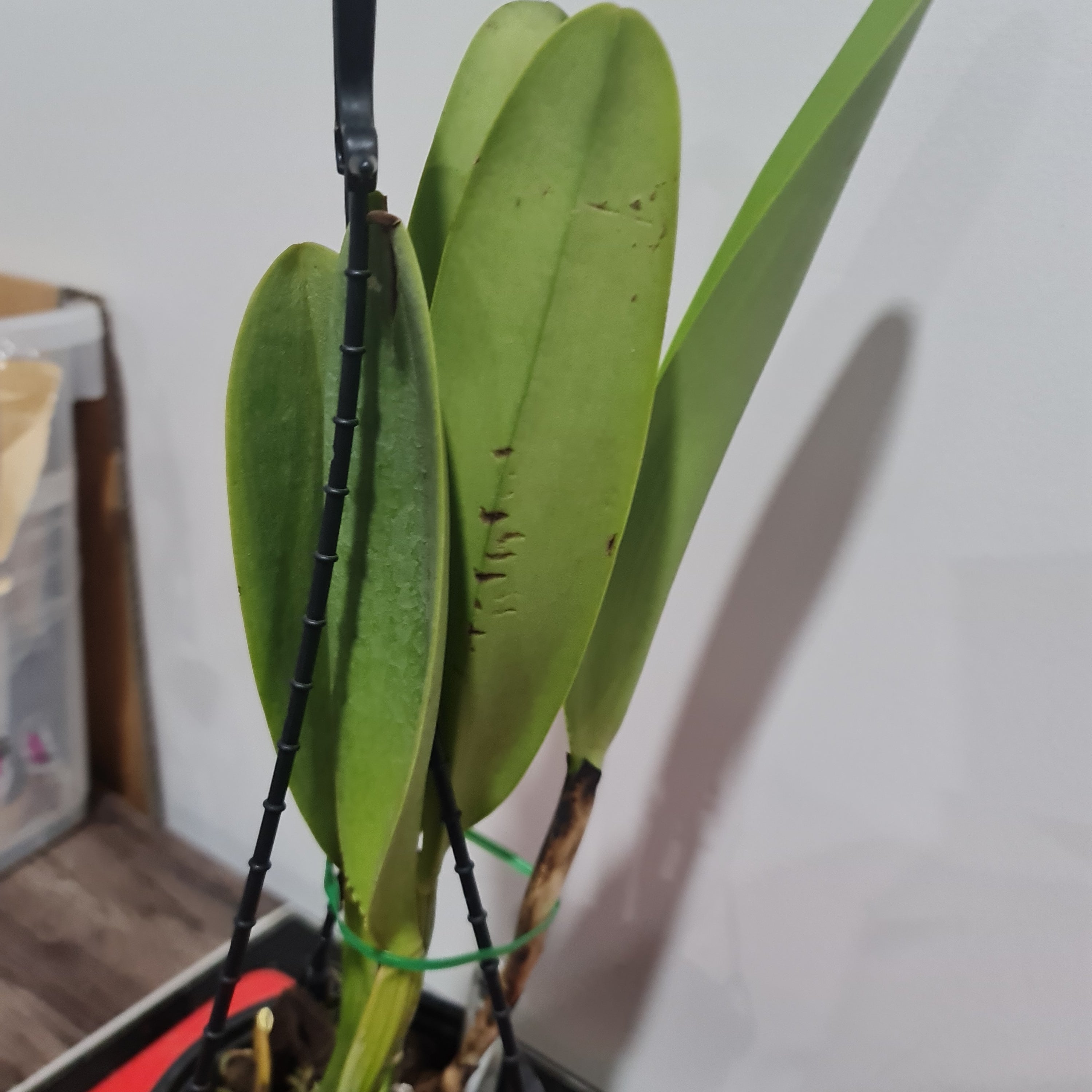 Blc. Ann Cleo 'Laina'