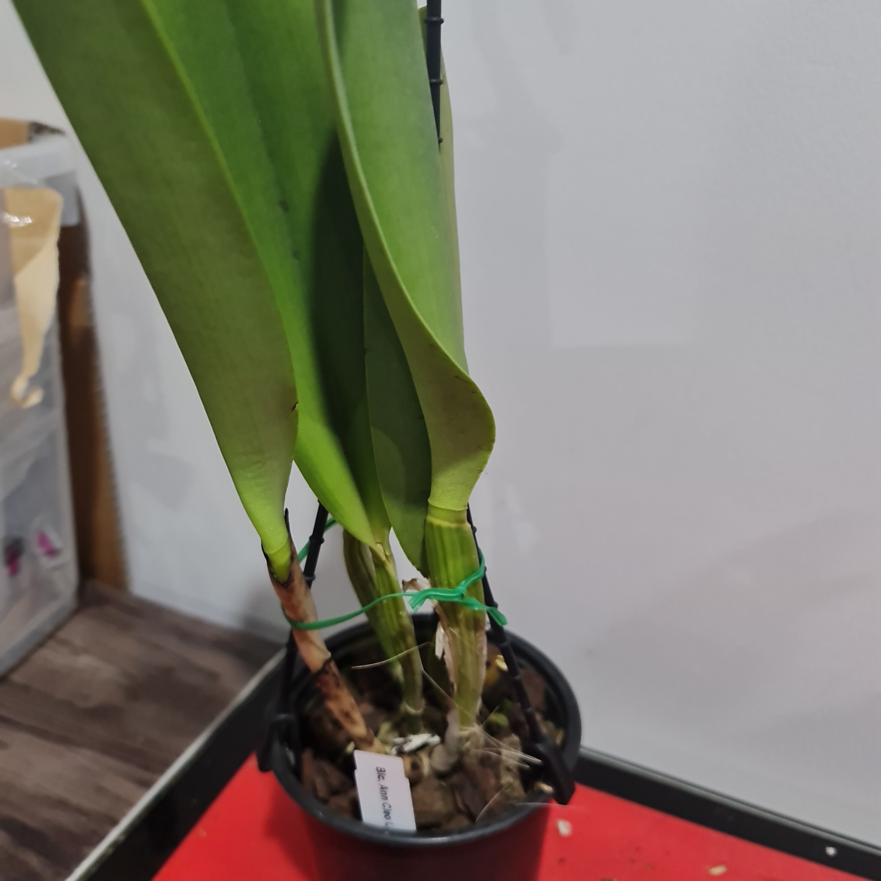 Blc. Ann Cleo 'Laina'