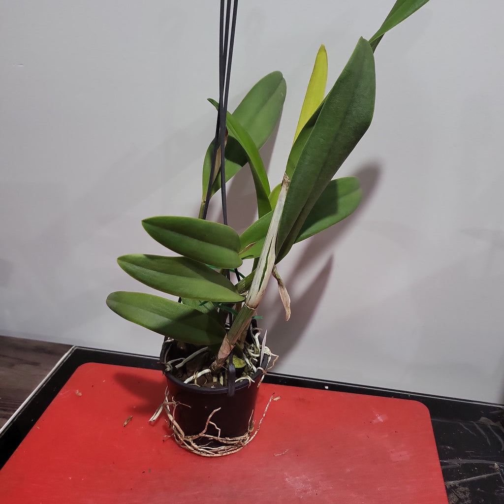 Lc. Tropical Trick Machado