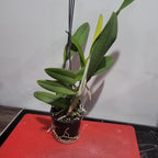 Lc. Tropical Trick Machado