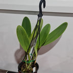 Cattleya Chunyeah Moon Beauty (Fragrant)