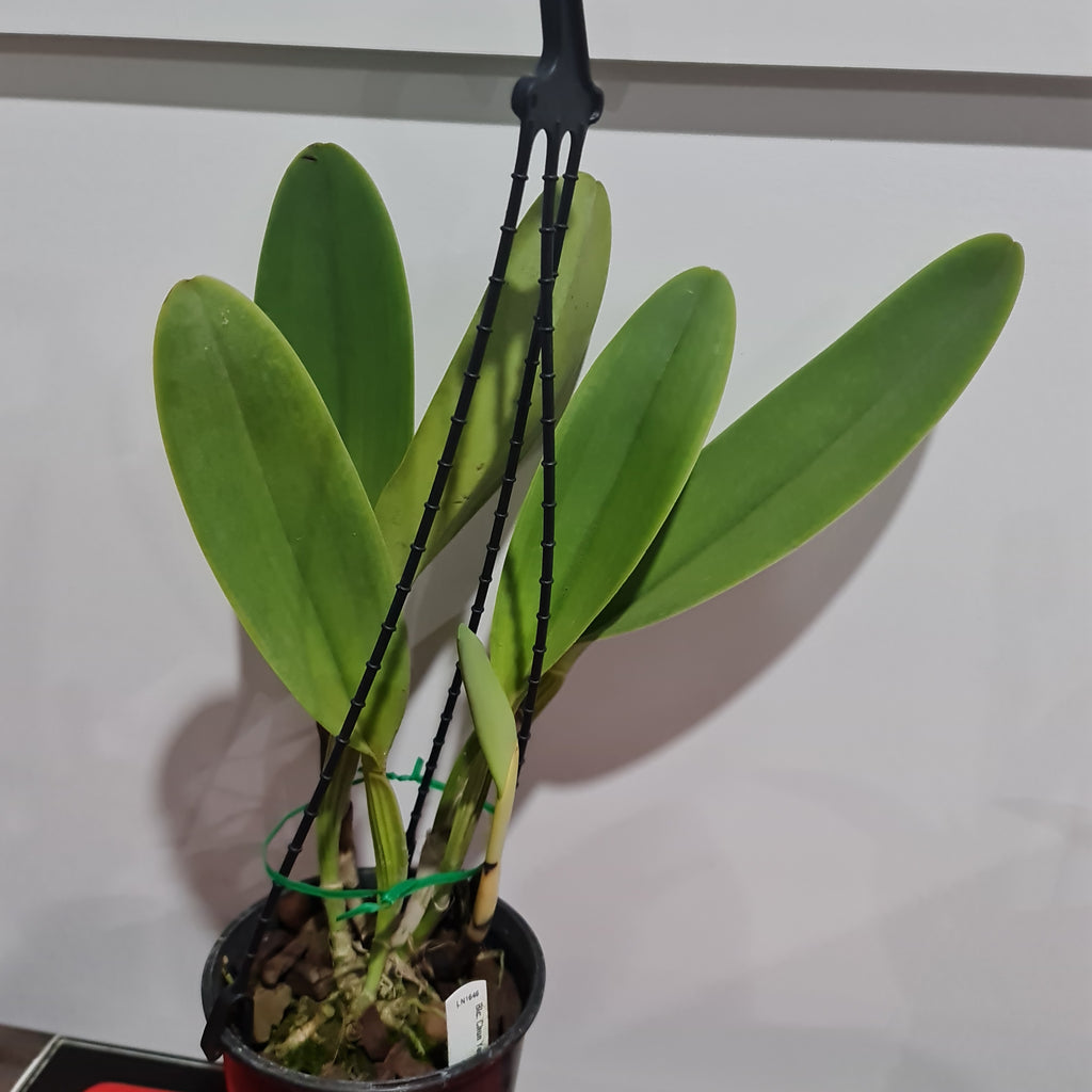 Cattleya Chunyeah Moon Beauty (Fragrant)