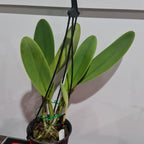 Cattleya Chunyeah Moon Beauty (Fragrant)