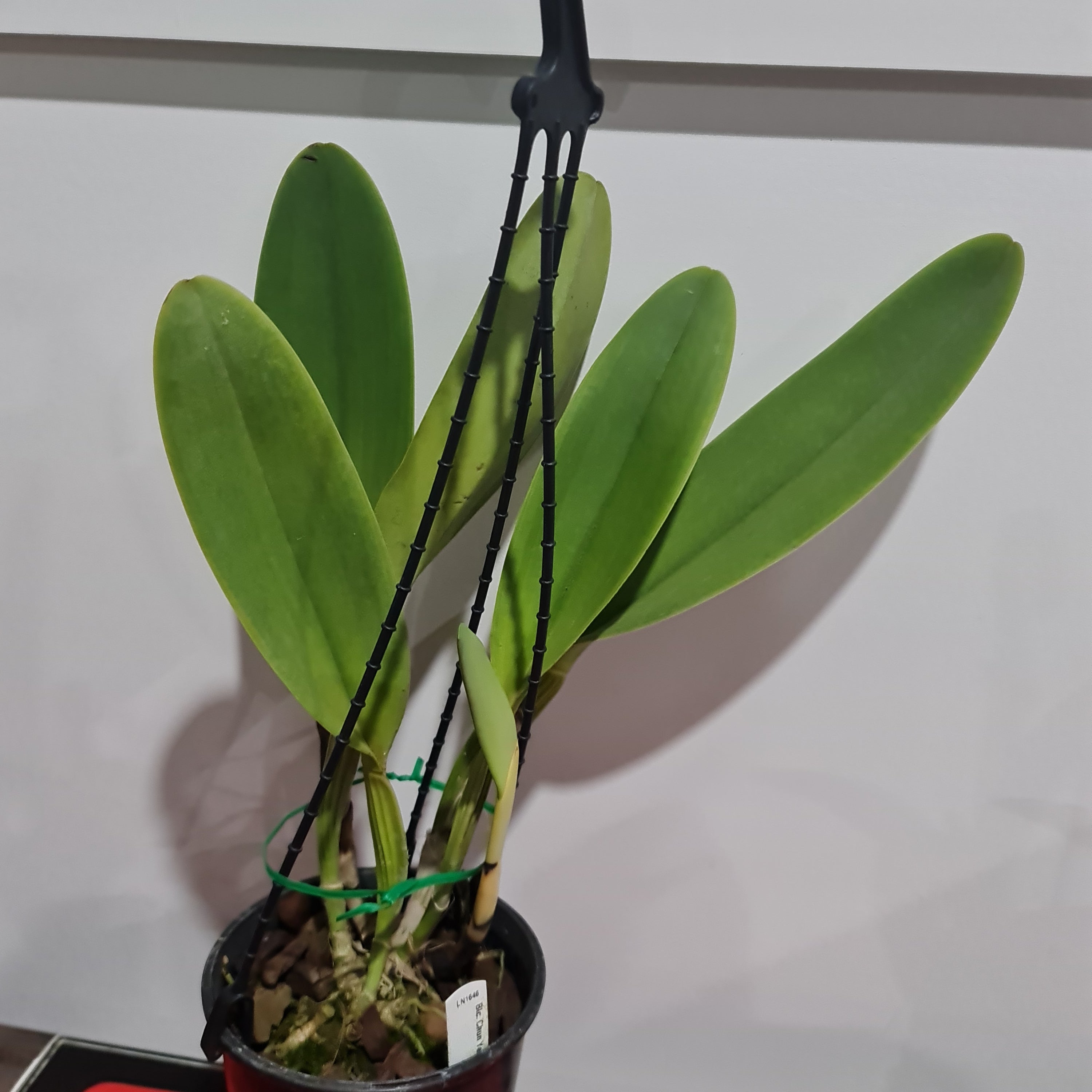 Cattleya Chunyeah Moon Beauty (Fragrant)