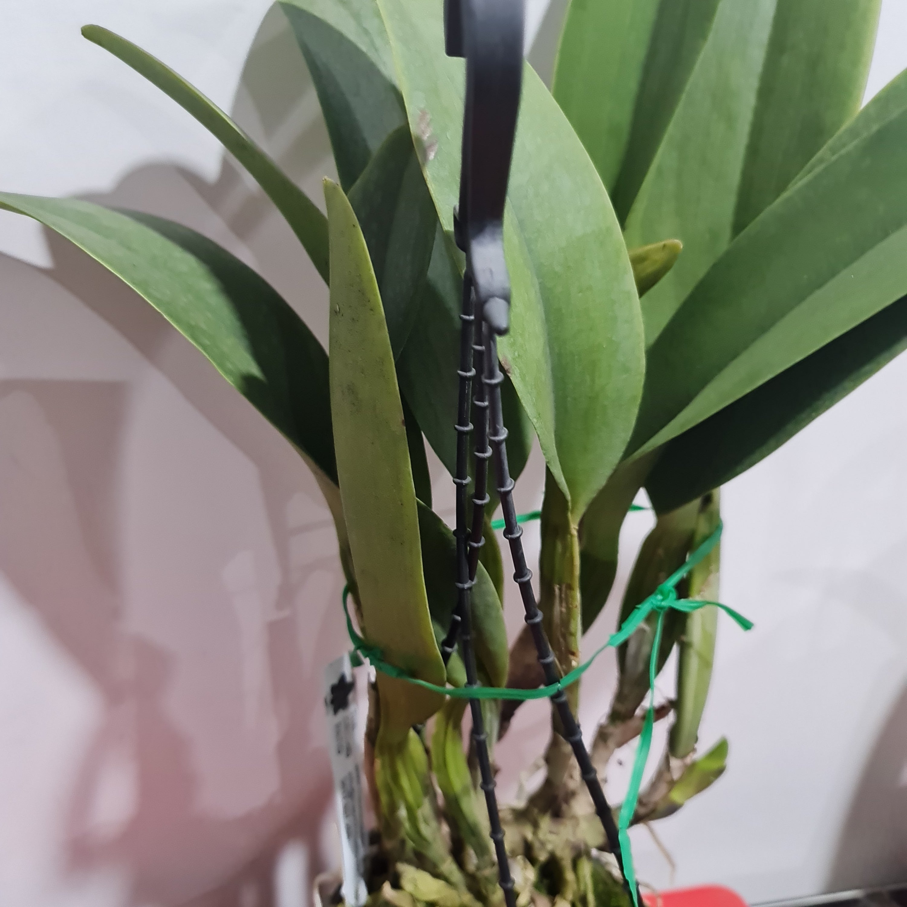 Blc. Chia Lin 'New City' ( Fragrant ) Secondary image