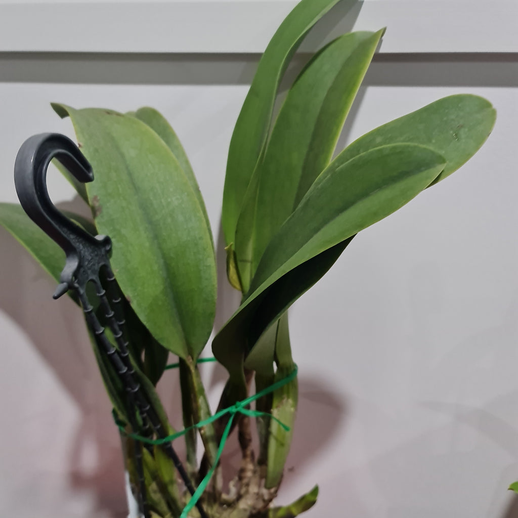 Blc. Chia Lin 'New City' ( Fragrant )