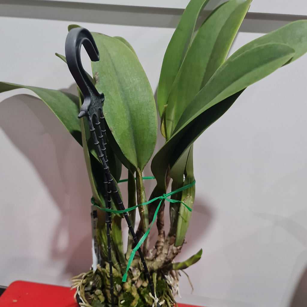 Blc. Chia Lin 'New City' ( Fragrant )