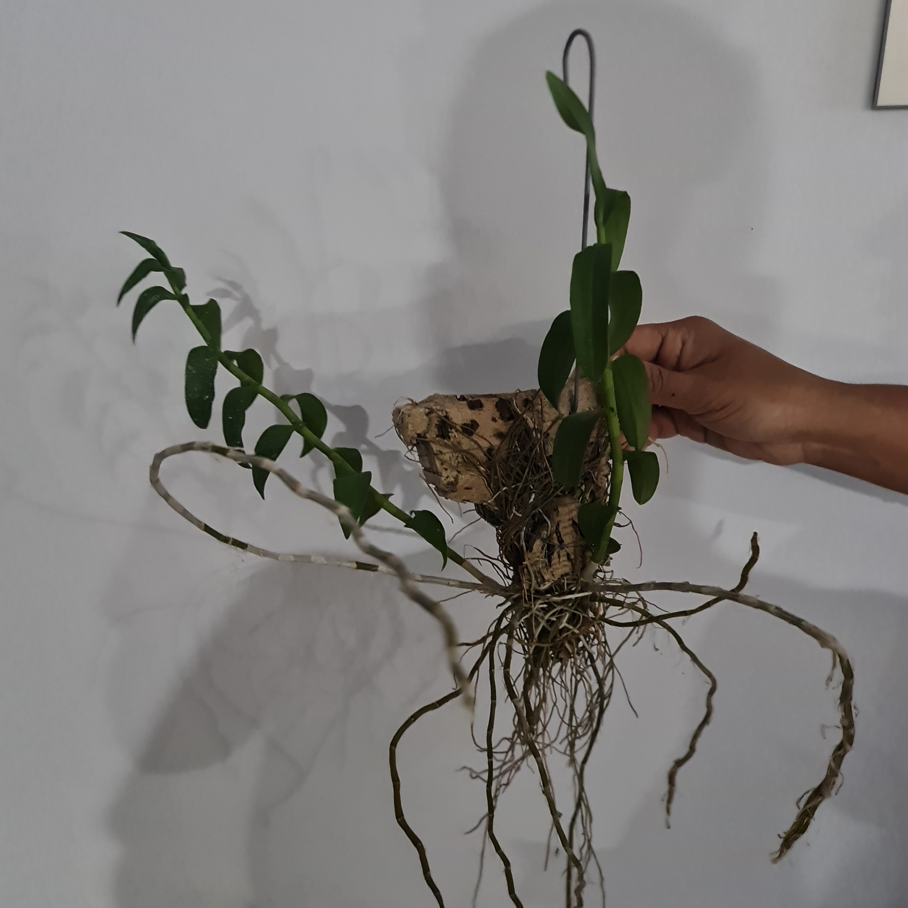 'ORCHID DYNASTY' Dendrobium Anosmum Alba (Fragrant) Secondary image