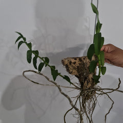 'ORCHID DYNASTY' Dendrobium Anosmum Alba (Fragrant)