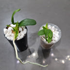 Cattleya leopoldii (Fragrant Orchid Species from Brazil)