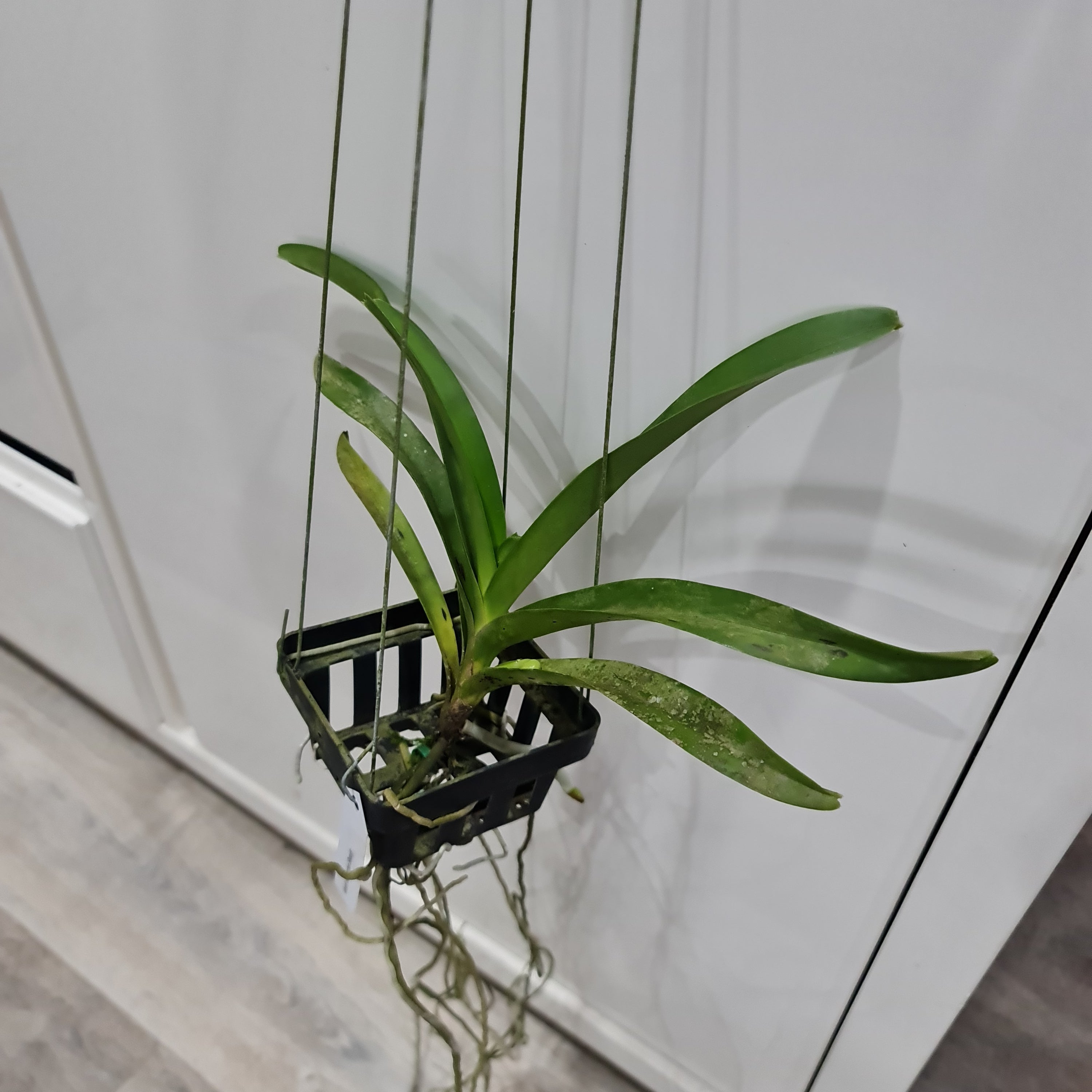 Vanda Udomchai Beauty