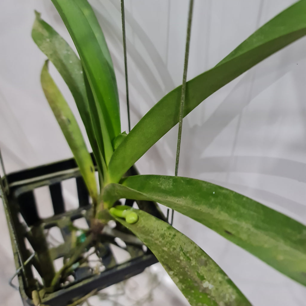 Vanda Udomchai Beauty