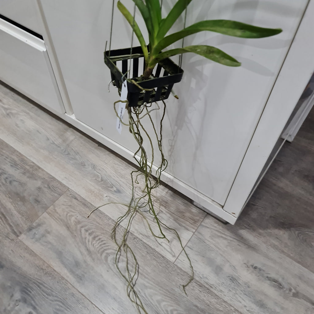 Vanda Udomchai Beauty